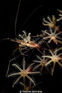 Shrimp with the stars. by Mehmet Salih Bilal 